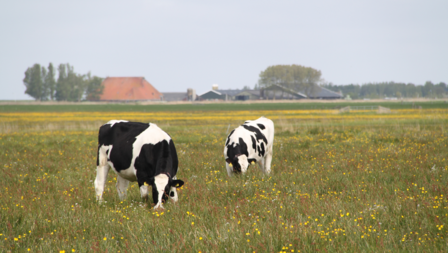 Koeien staan in een kruidenrijk grasland.