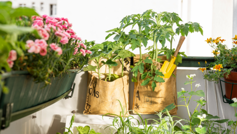 Deel van een balkon met onder andere een plantenbak met roze planten en twee hangtassen met groenten en kruiden erin.